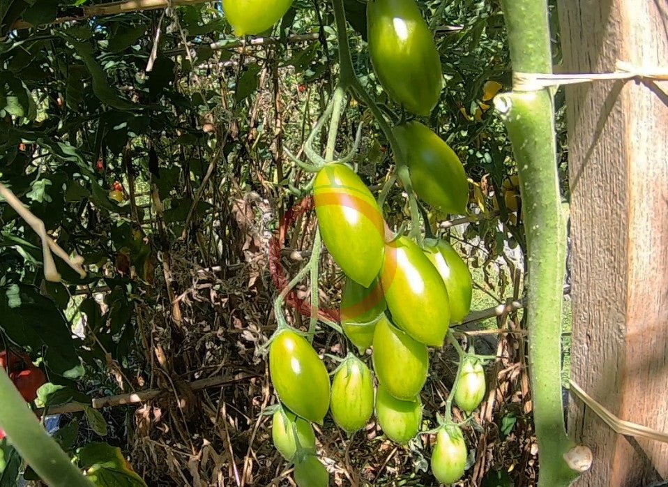 Samocvet Izumrudny DER TOMATENFLÜSTERER