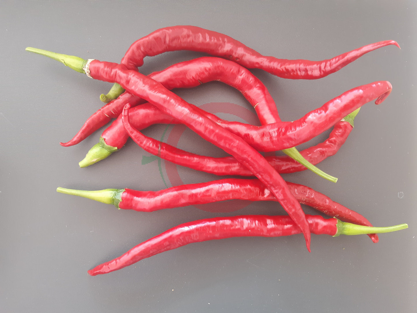 San Felipe DER TOMATENFLÜSTERER