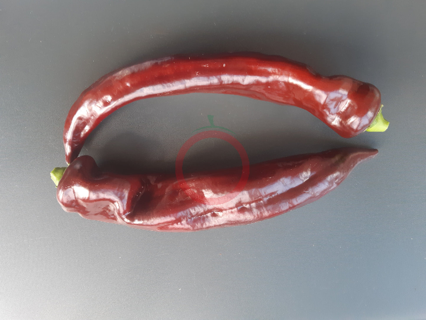 Saraga Giant Sweet Chocolate DER TOMATENFLÜSTERER