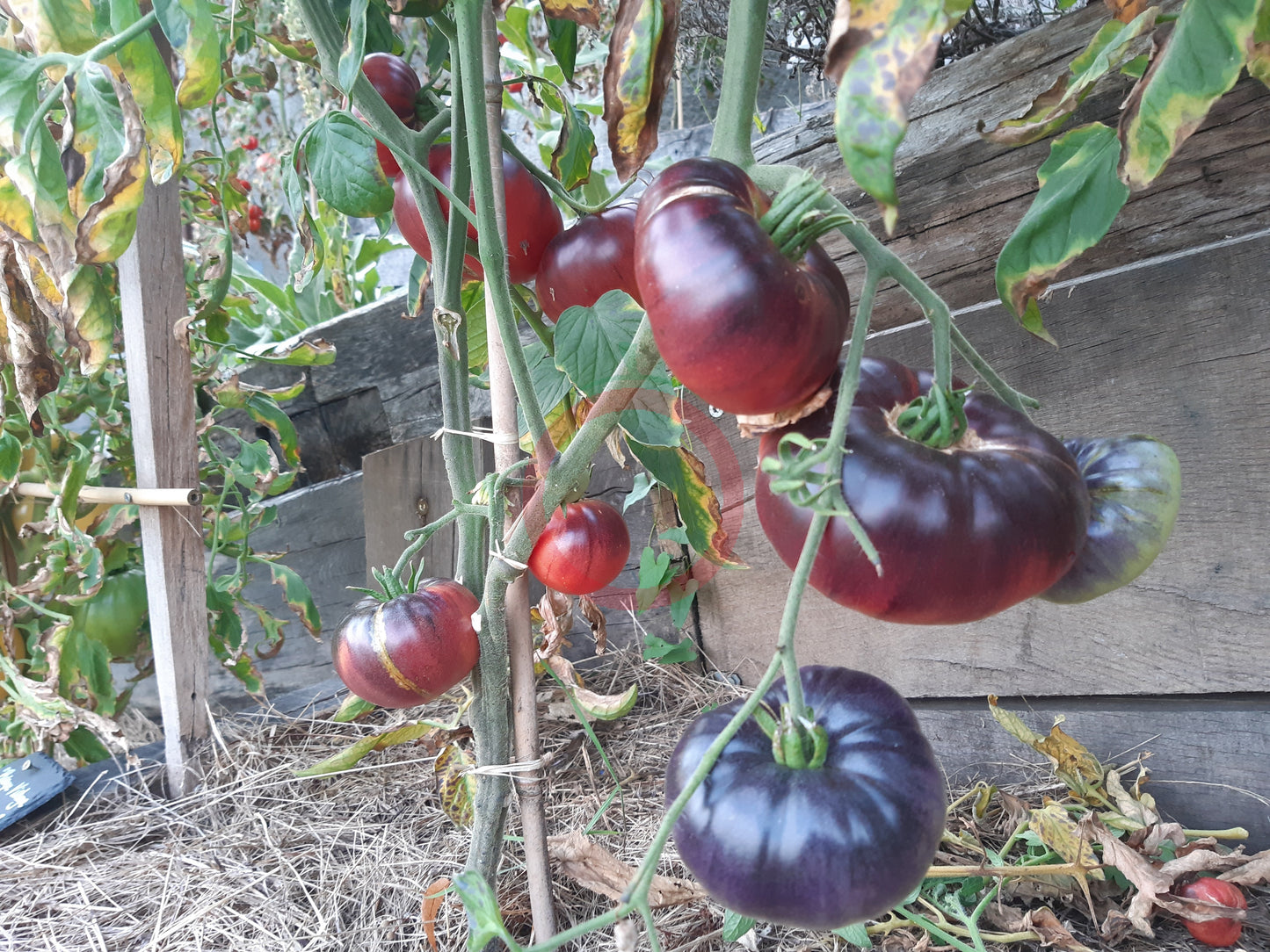 Scottsdale Road DER TOMATENFLÜSTERER