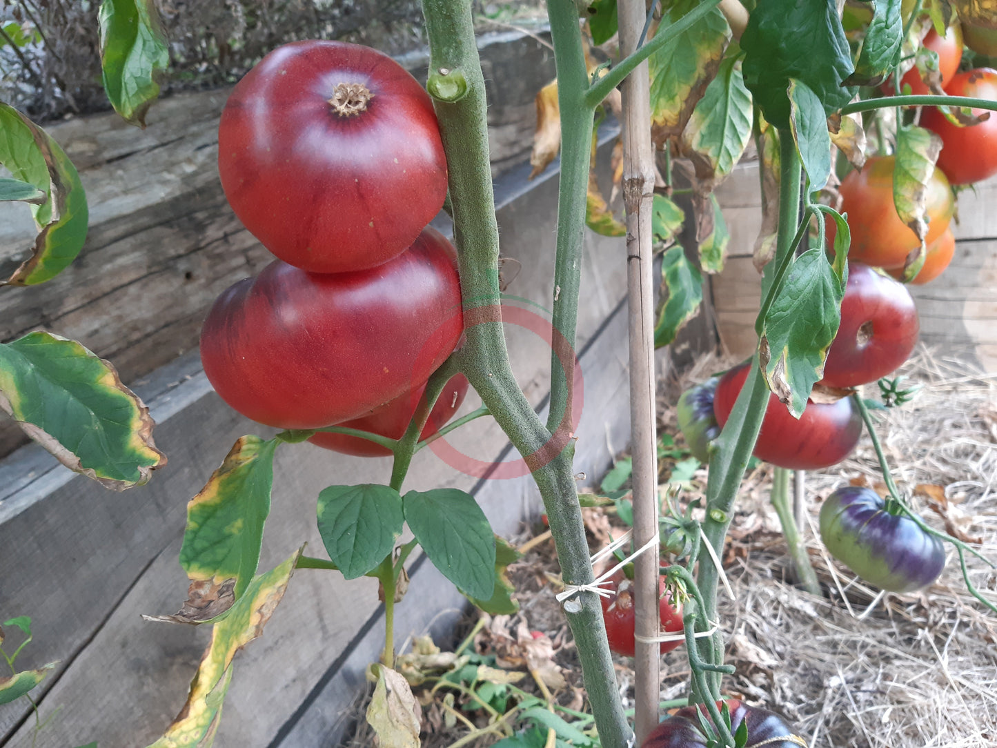 Scottsdale Road DER TOMATENFLÜSTERER