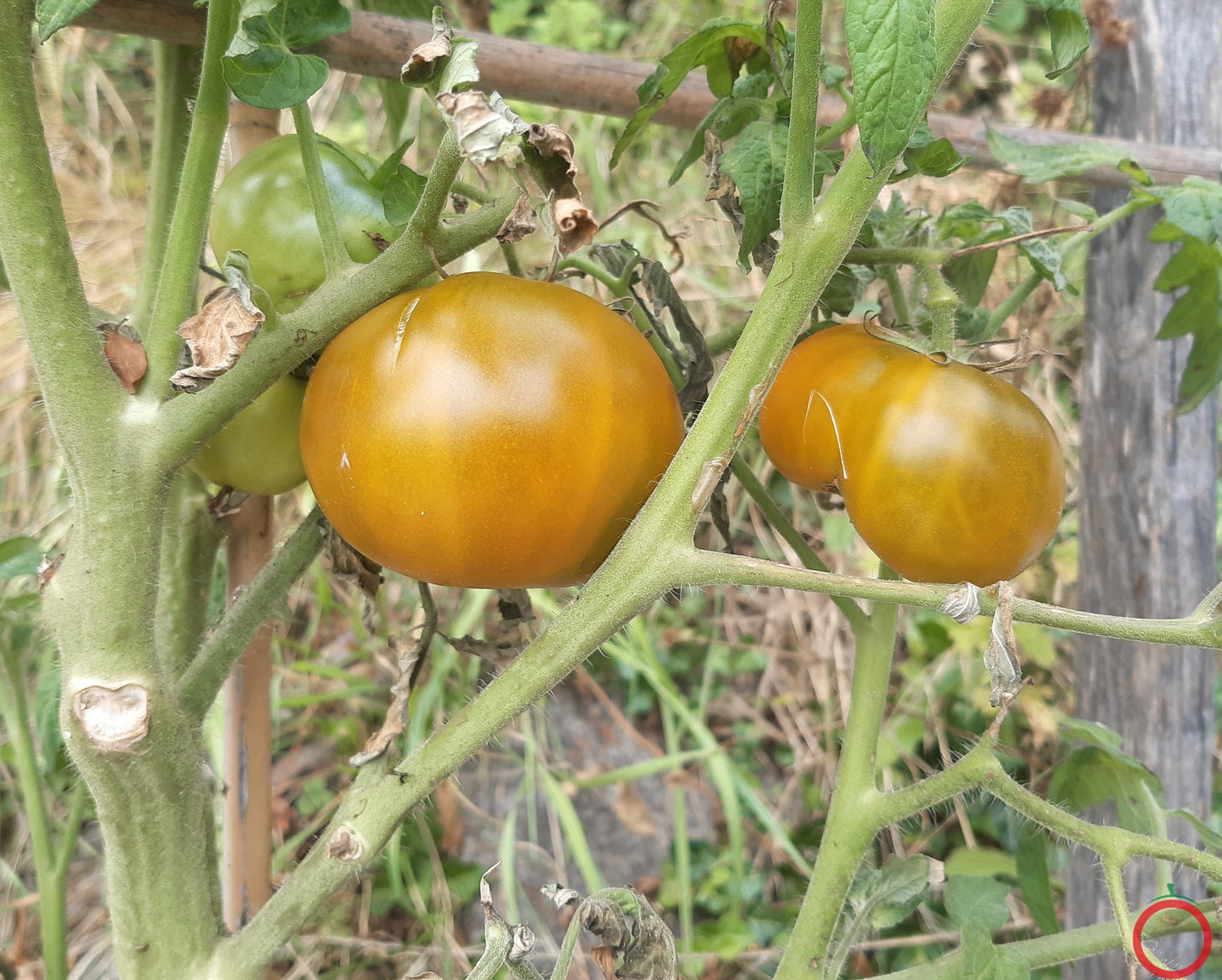 Shamrock DER TOMATENFLÜSTERER
