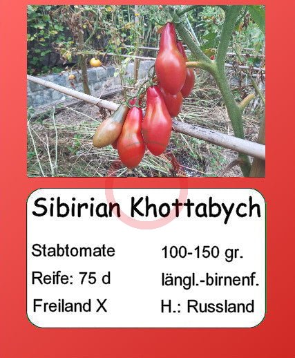 Sibirian Khottabych DER TOMATENFLÜSTERER