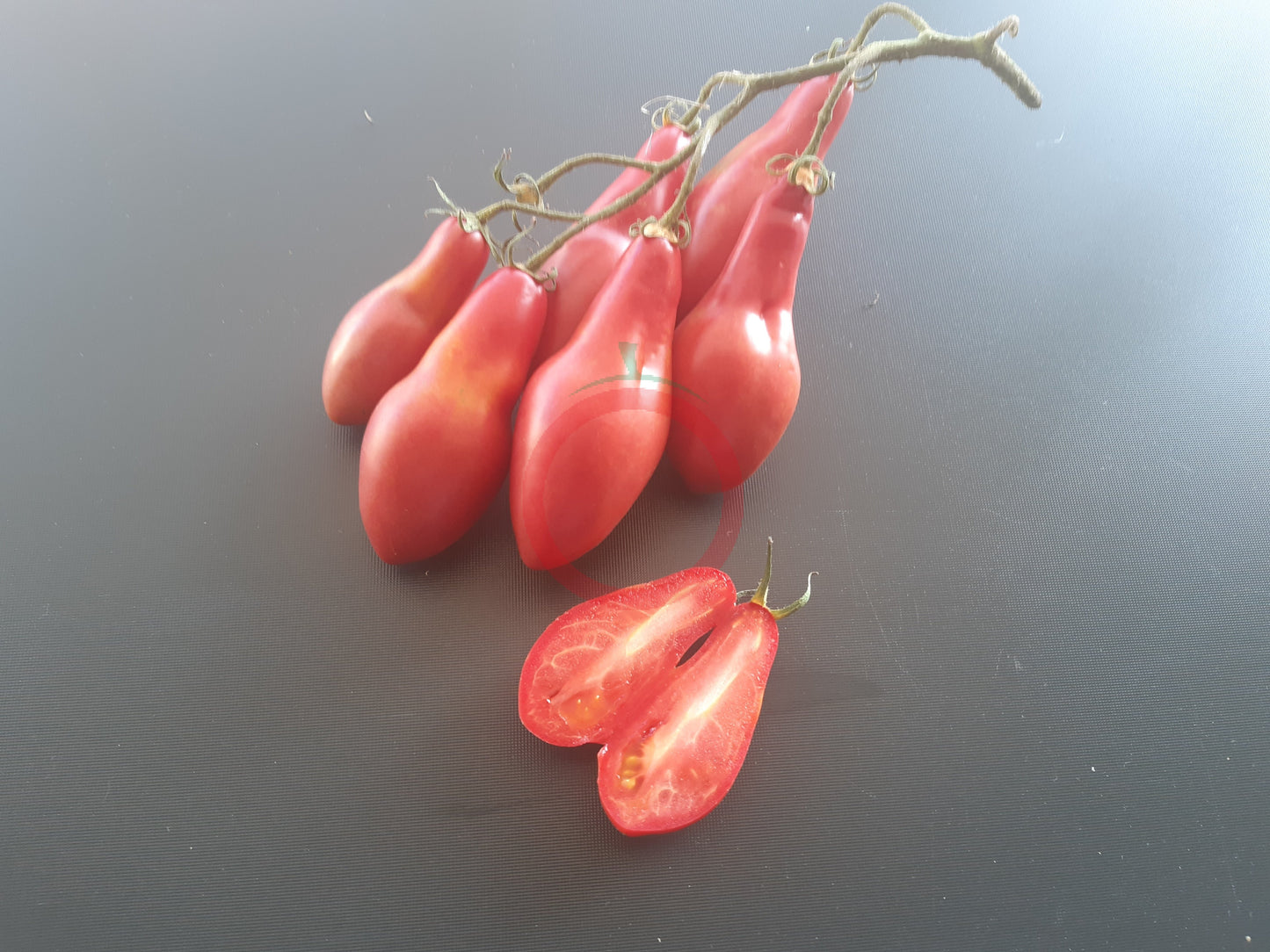 Sibirian Khottabych DER TOMATENFLÜSTERER