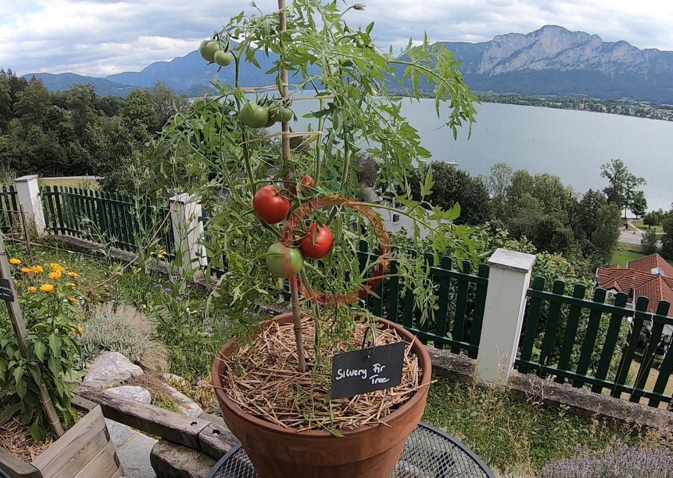 Silvery Fir Tree DER TOMATENFLÜSTERER