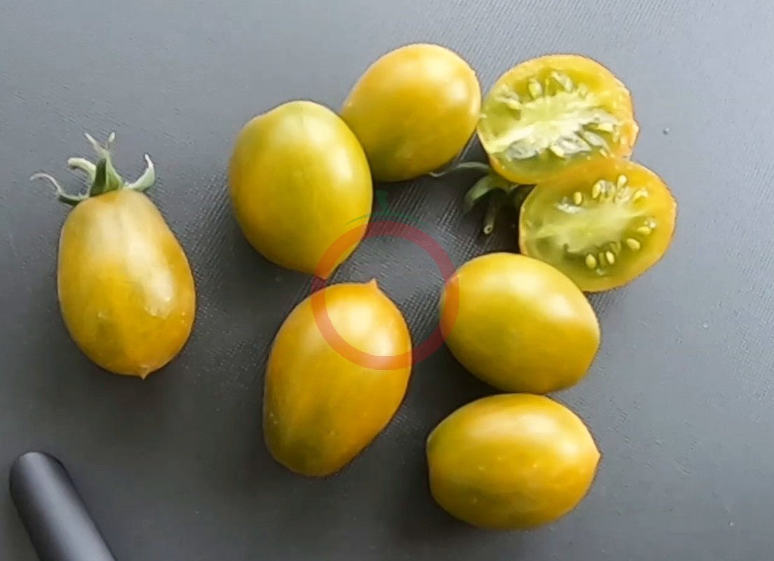 Sister Keyes DER TOMATENFLÜSTERER