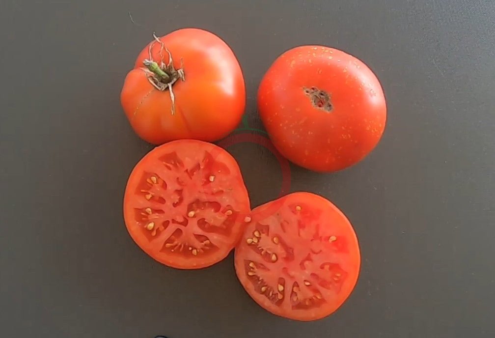 Speckled Siberian DER TOMATENFLÜSTERER