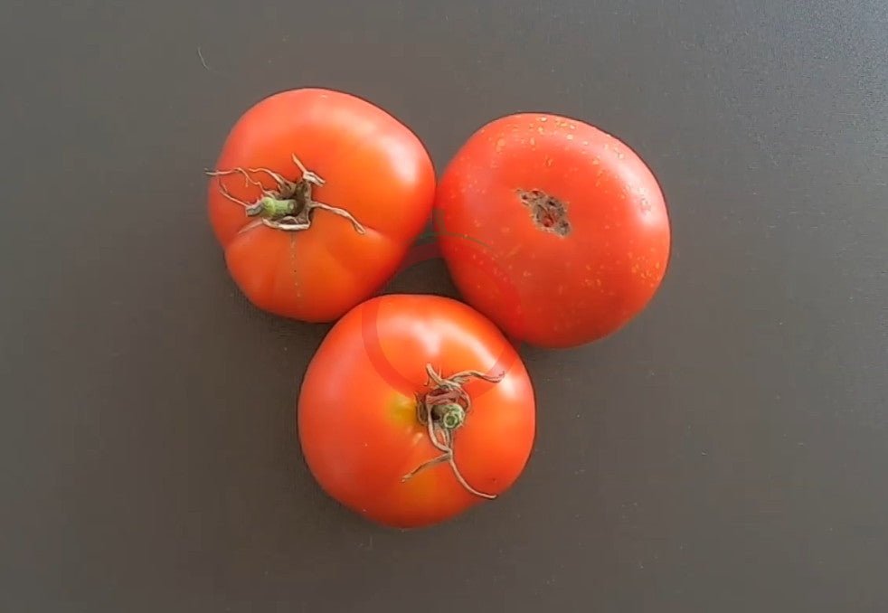 Speckled Siberian DER TOMATENFLÜSTERER
