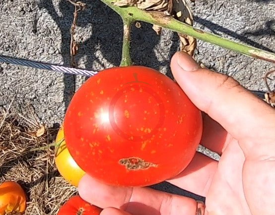 Speckled Siberian DER TOMATENFLÜSTERER