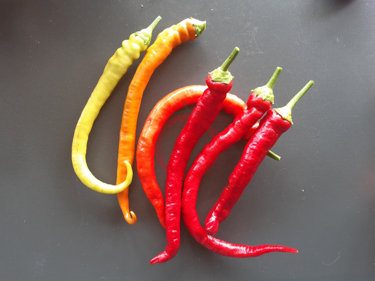 Spiral DER TOMATENFLÜSTERER