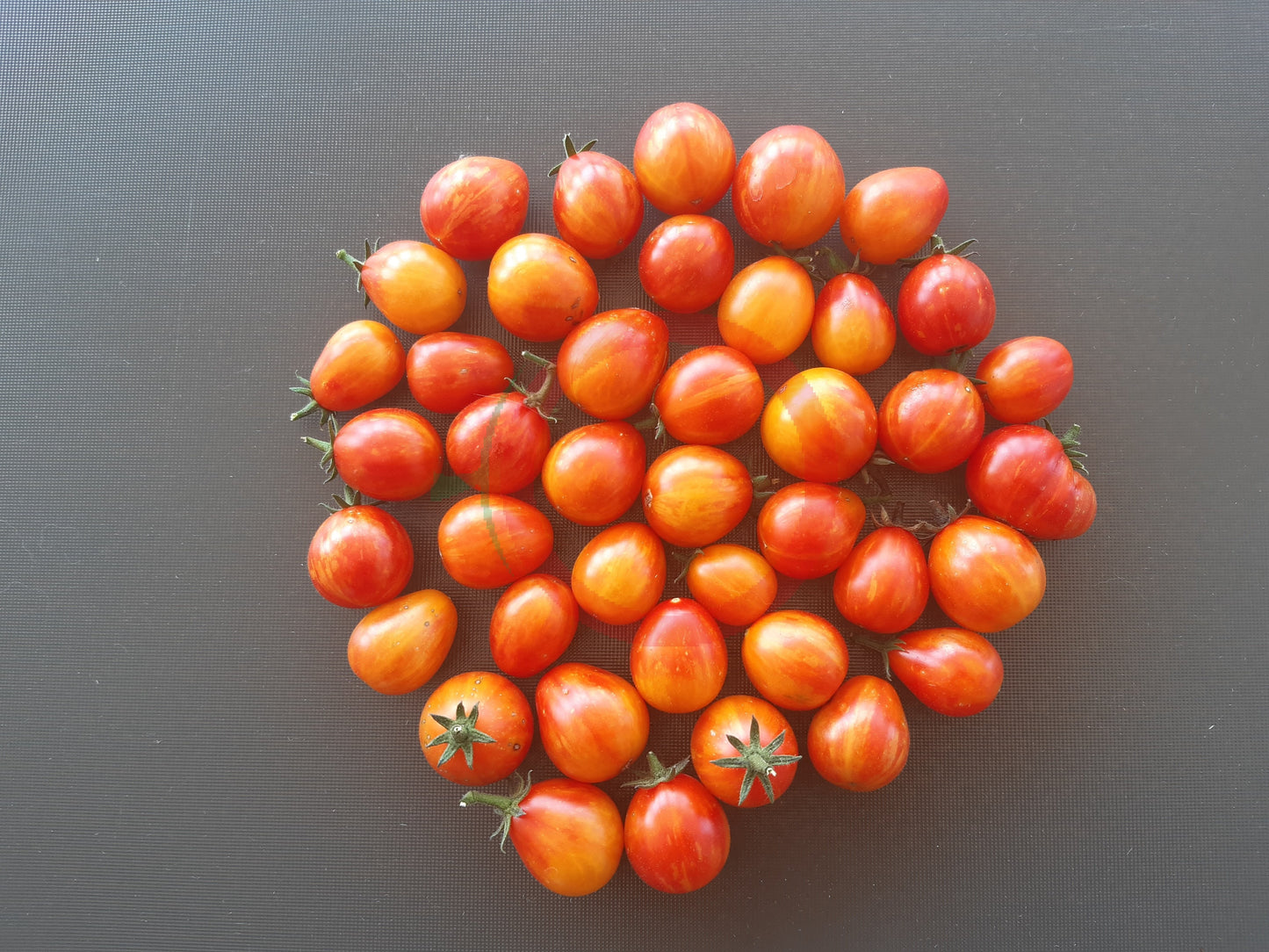 Starfire Isis DER TOMATENFLÜSTERER