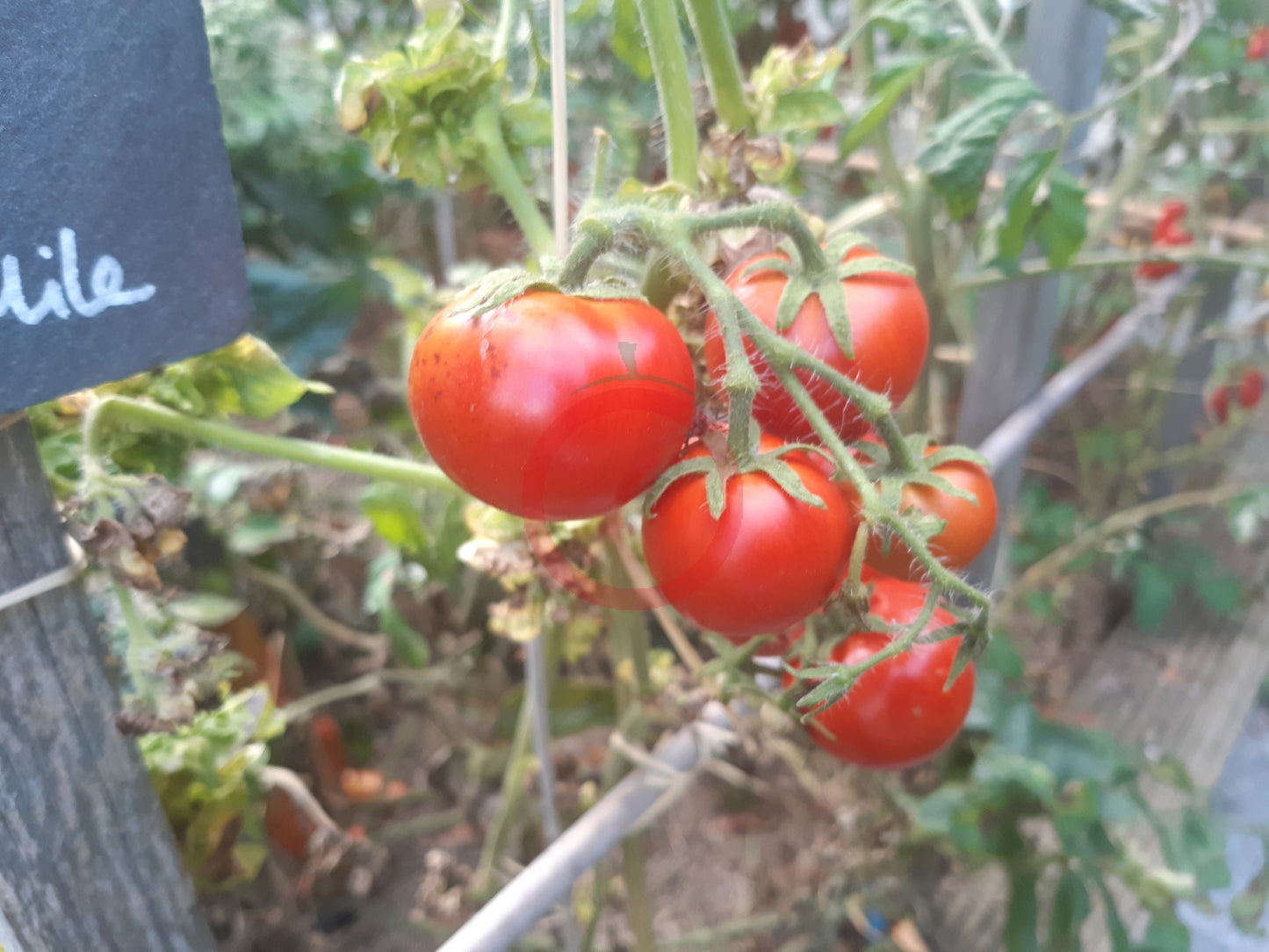Stick DER TOMATENFLÜSTERER