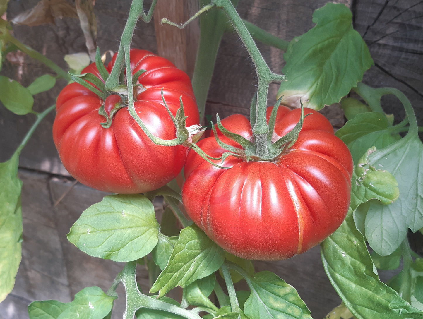 Sumo DER TOMATENFLÜSTERER