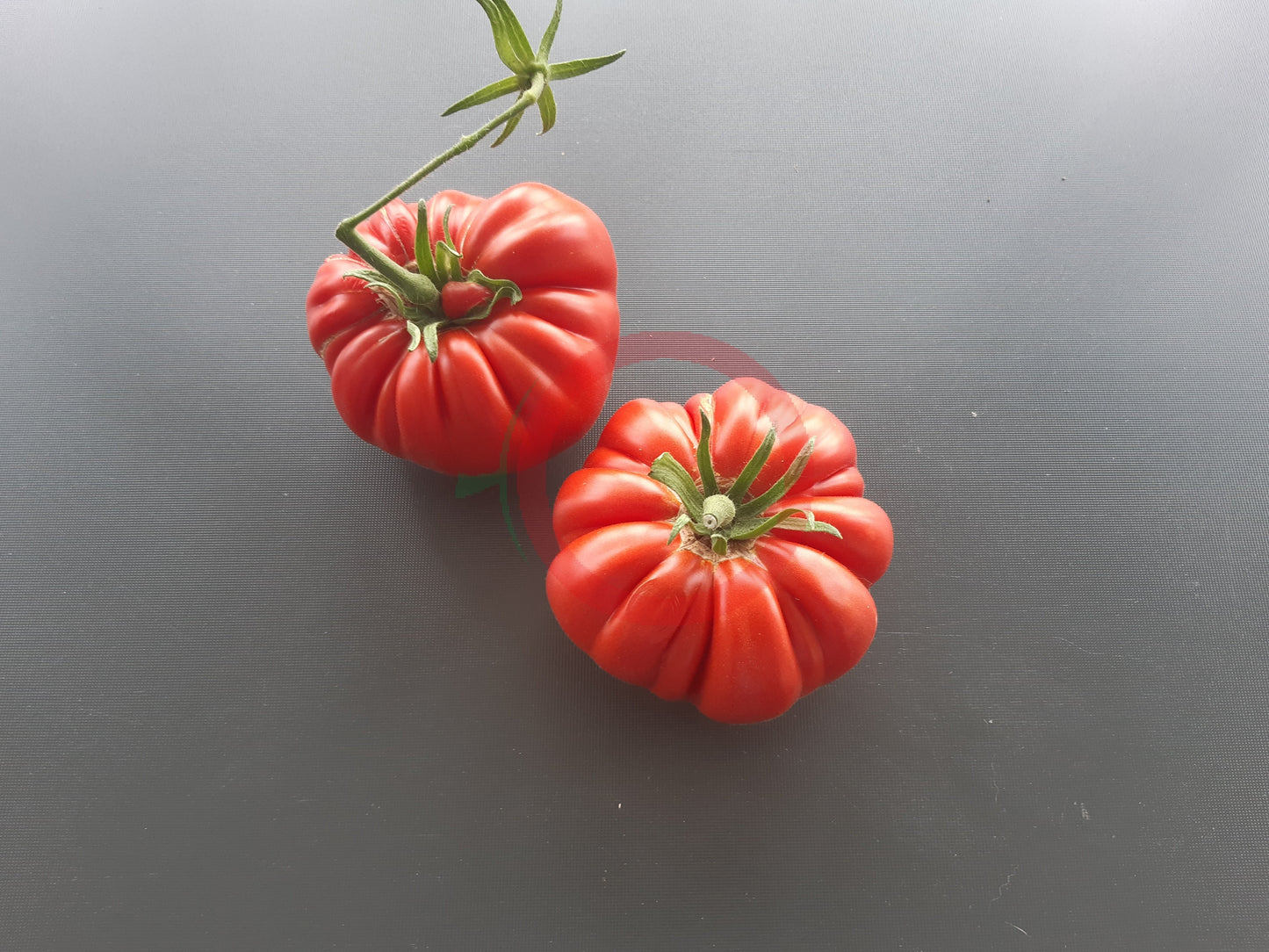 Sumo DER TOMATENFLÜSTERER