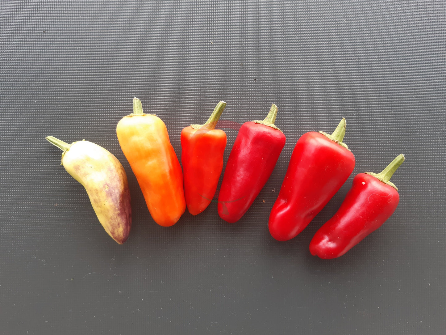 Sweet Pickle DER TOMATENFLÜSTERER