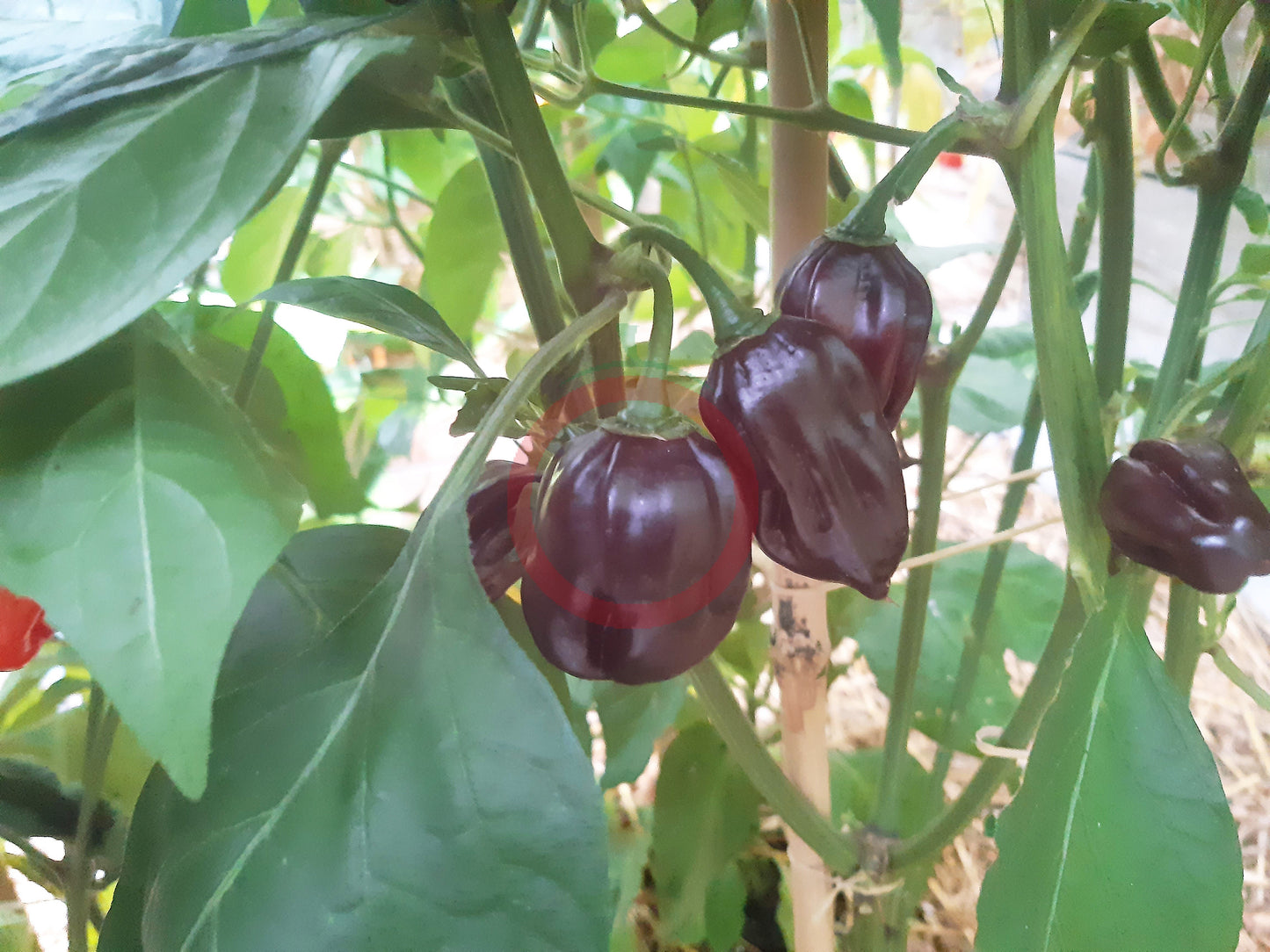 Swiss Chocolate DER TOMATENFLÜSTERER