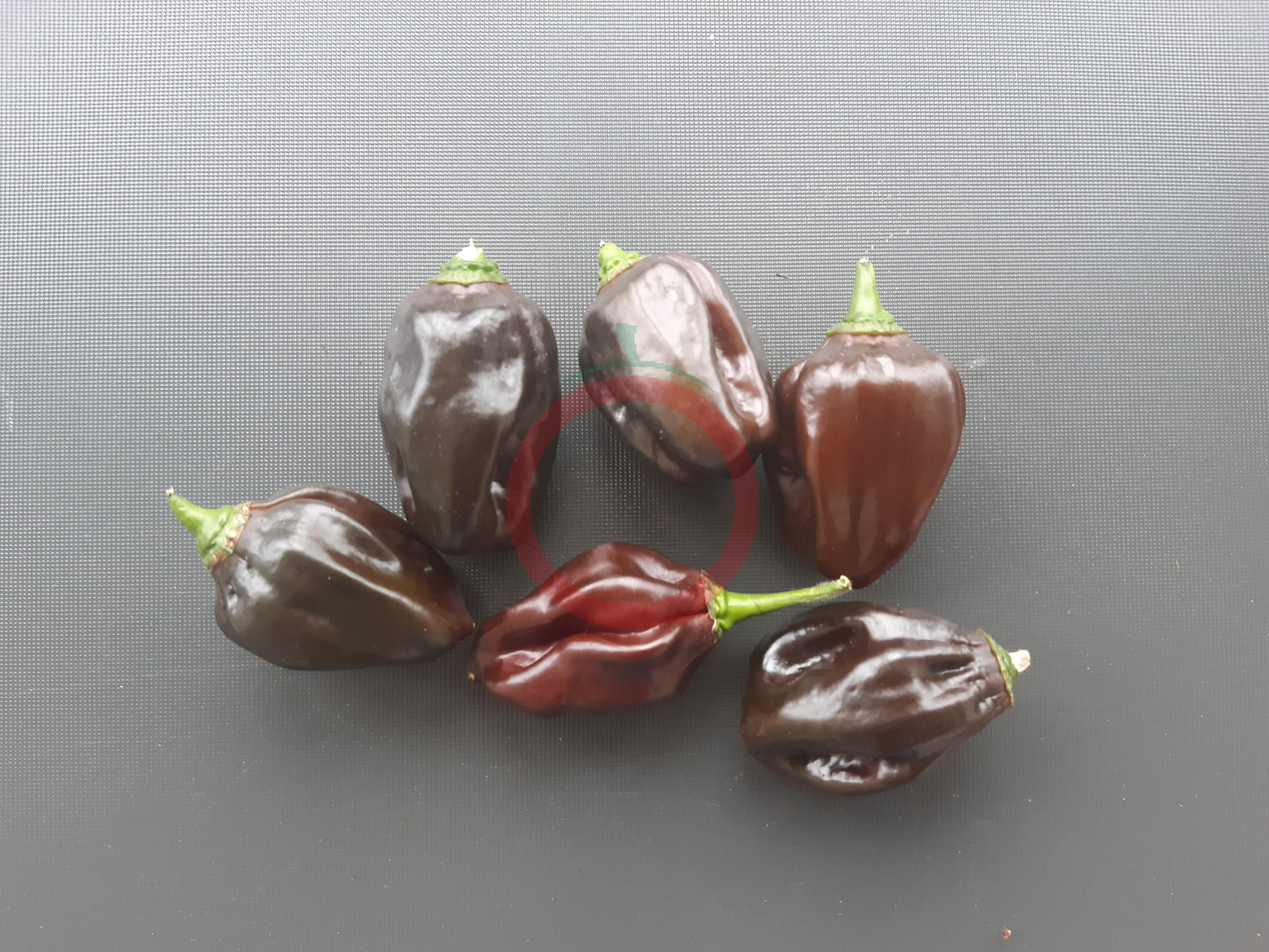 Swiss Chocolate DER TOMATENFLÜSTERER