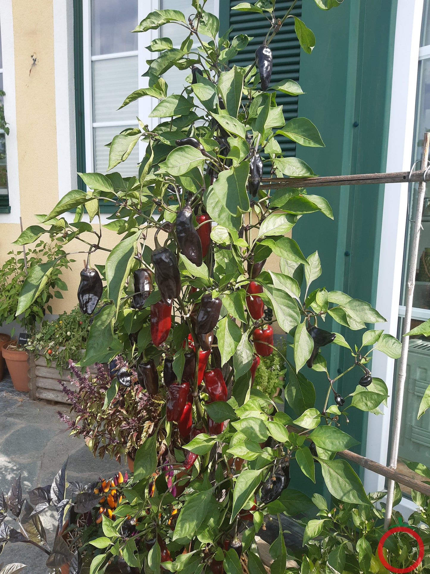 Tasmanian Black DER TOMATENFLÜSTERER