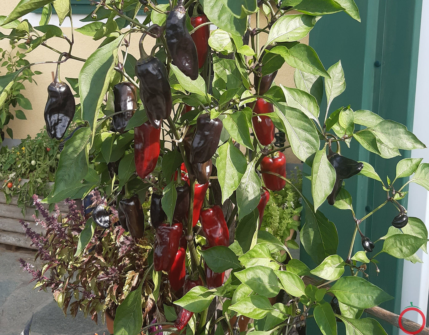 Tasmanian Black DER TOMATENFLÜSTERER