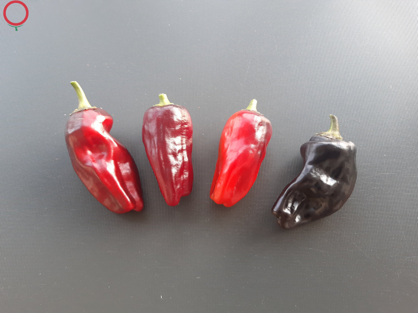 Tasmanian Black DER TOMATENFLÜSTERER