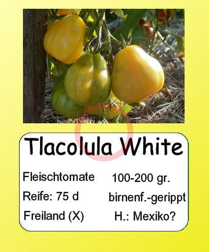 Tlacolula White DER TOMATENFLÜSTERER