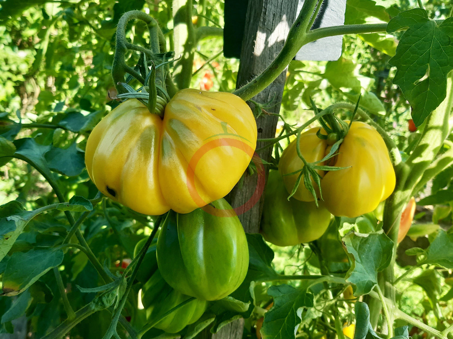 Tlacolula White DER TOMATENFLÜSTERER