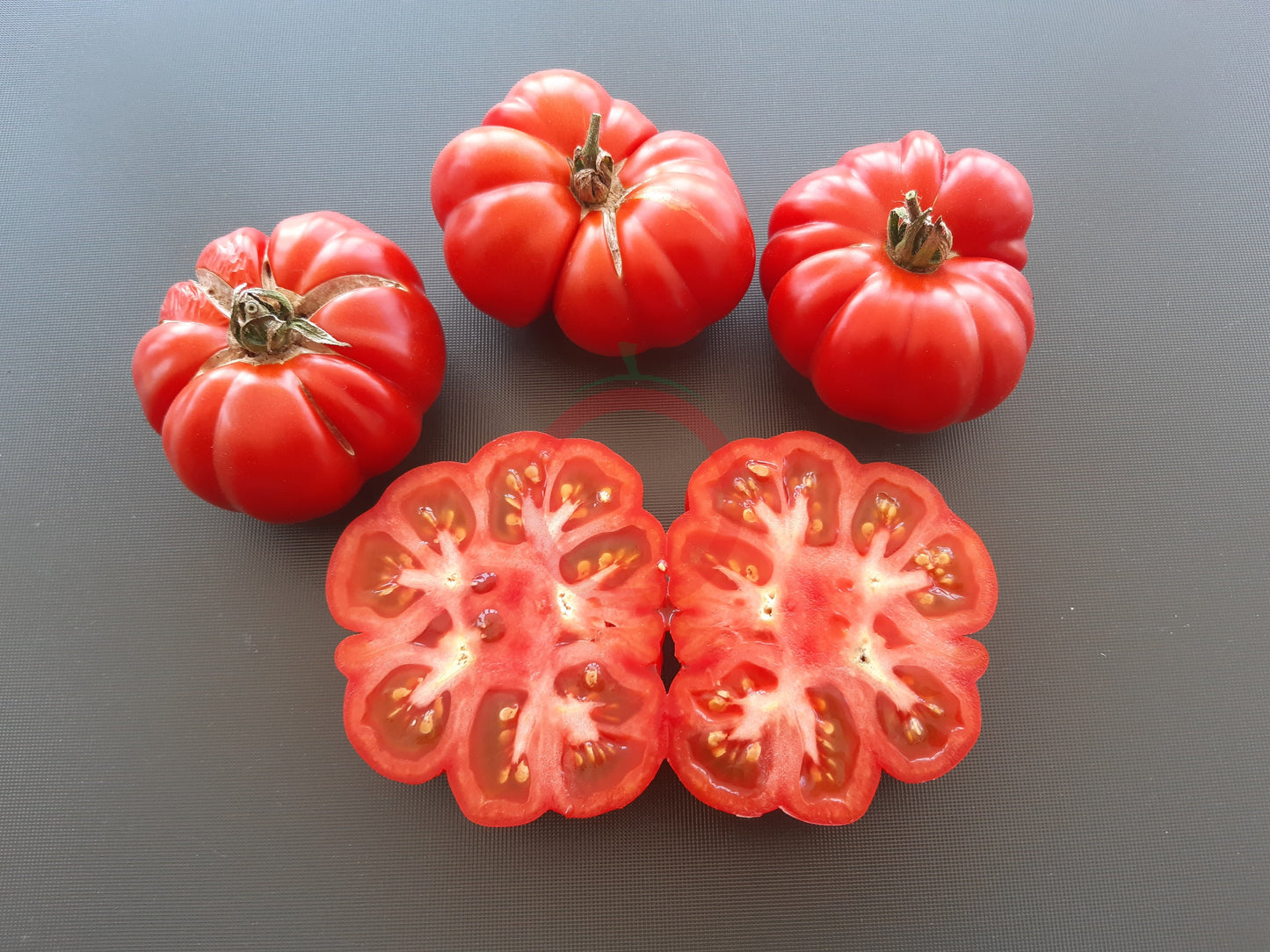 Tomatnaya Khrizantema DER TOMATENFLÜSTERER