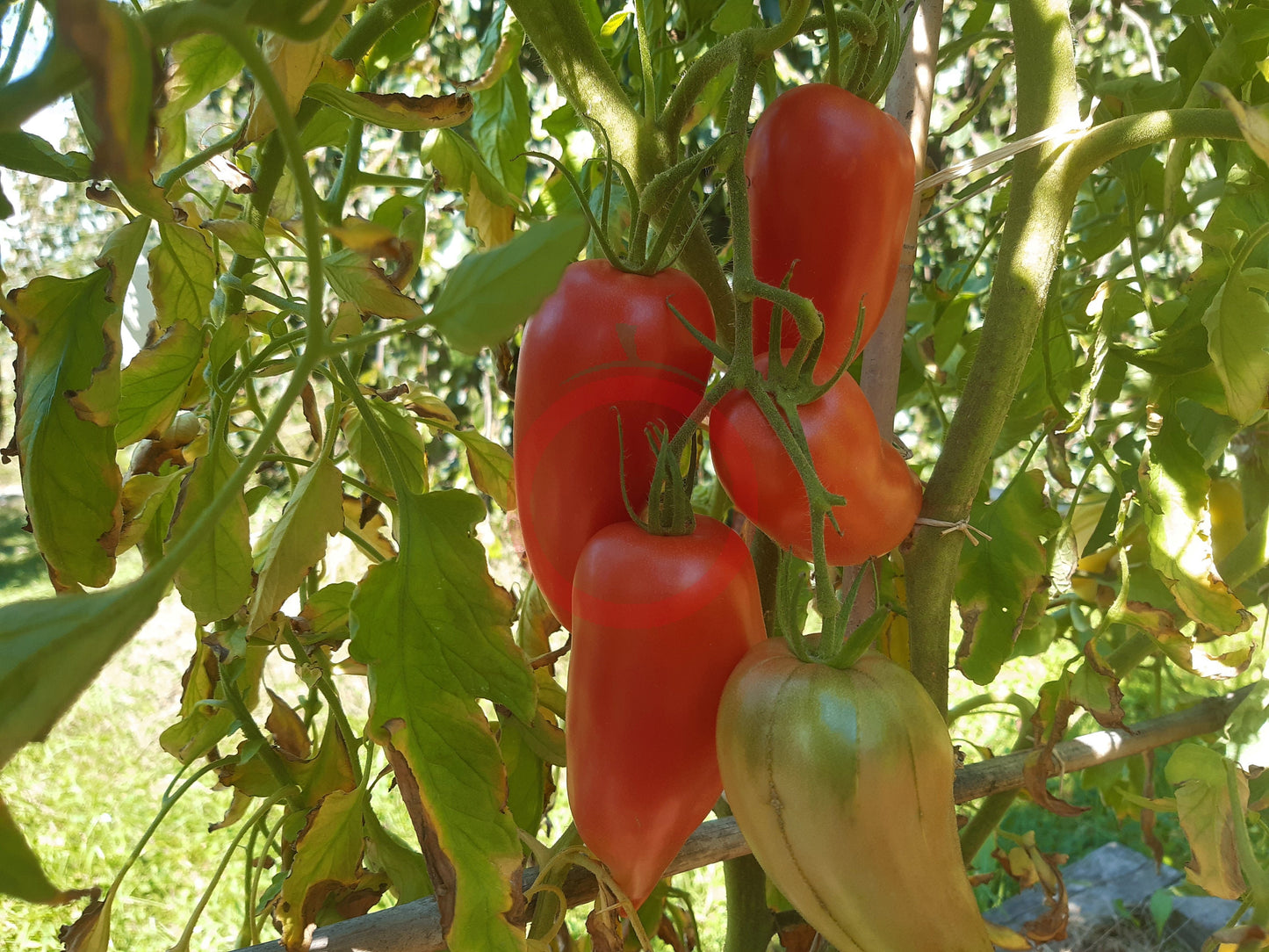 Töshin Jazyk DER TOMATENFLÜSTERER