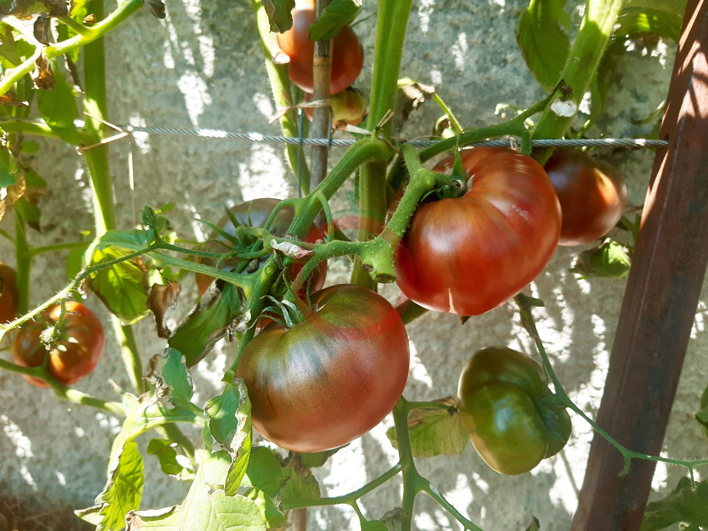 Tschernij Prince DER TOMATENFLÜSTERER