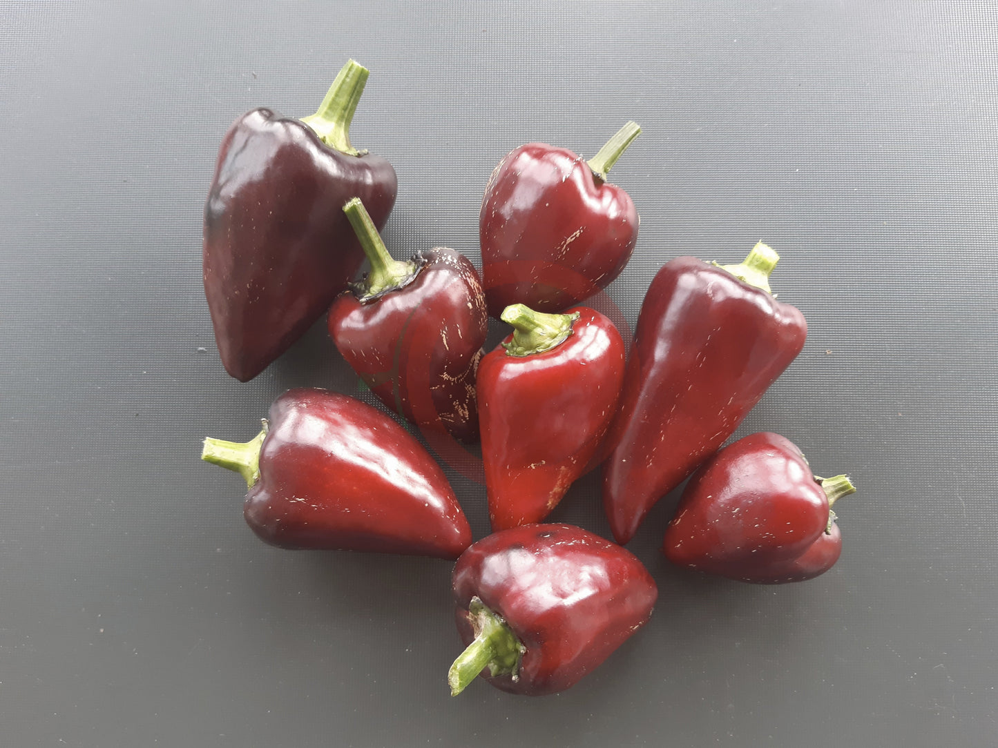 Tsygansky Baron DER TOMATENFLÜSTERER