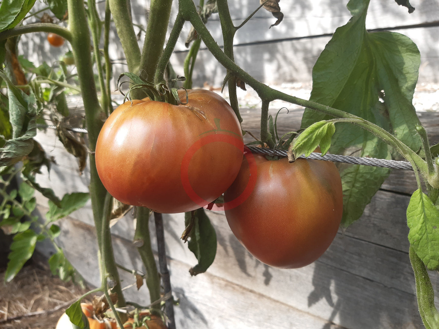 Tundra DER TOMATENFLÜSTERER