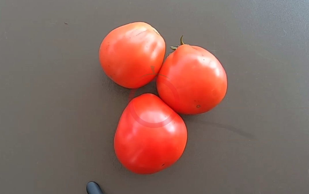 Turban turk ecarlate DER TOMATENFLÜSTERER