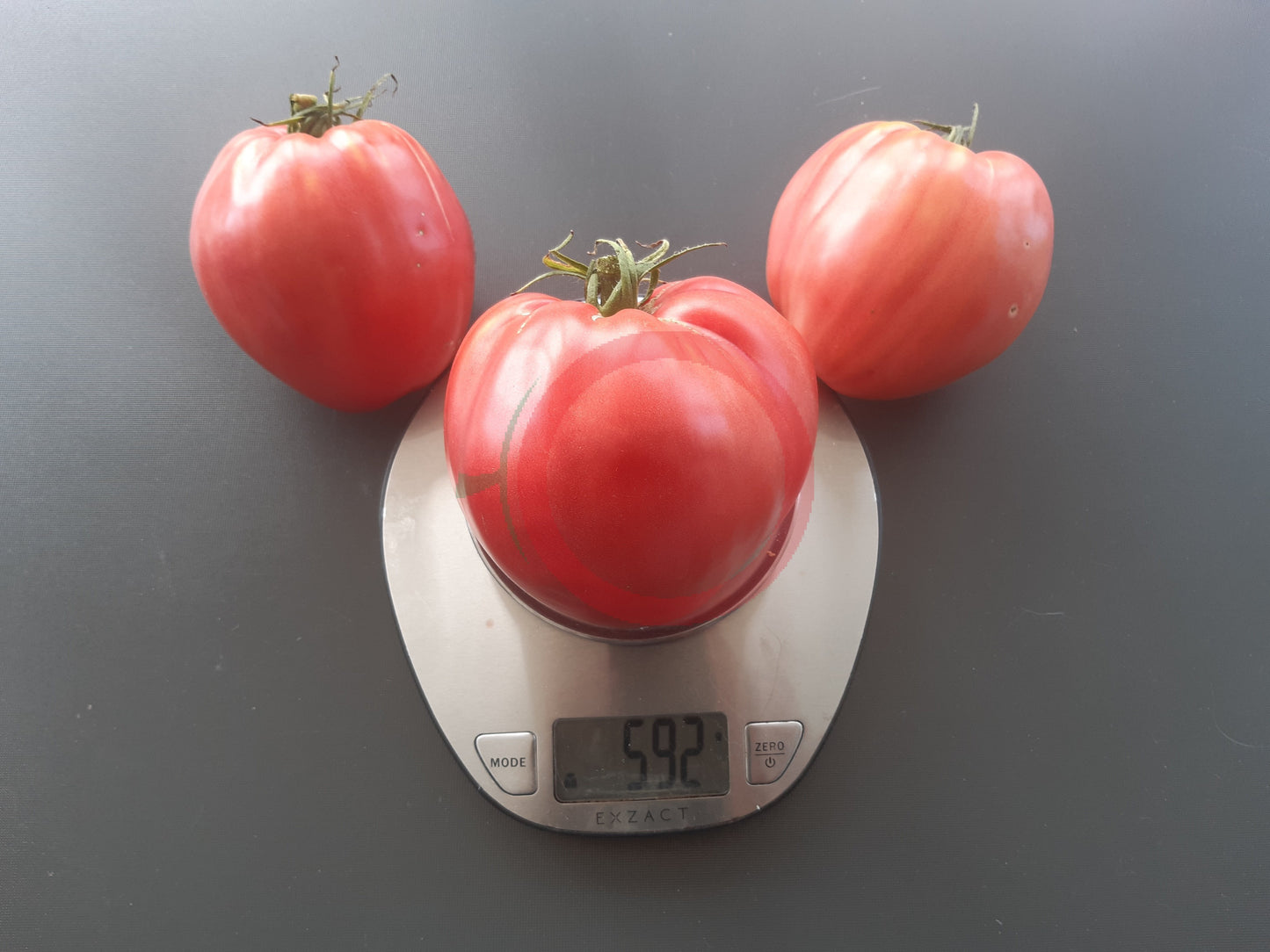 Ungarisches Riesenochsenherz DER TOMATENFLÜSTERER