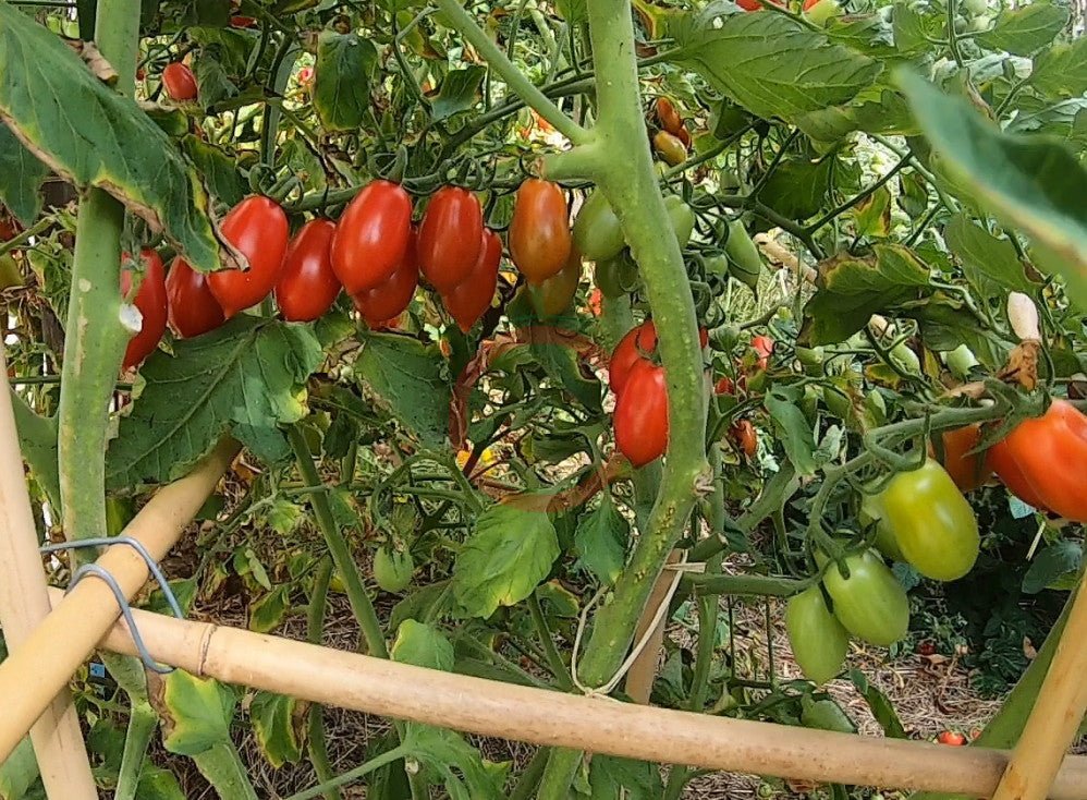 Vierländer Eiertomate DER TOMATENFLÜSTERER