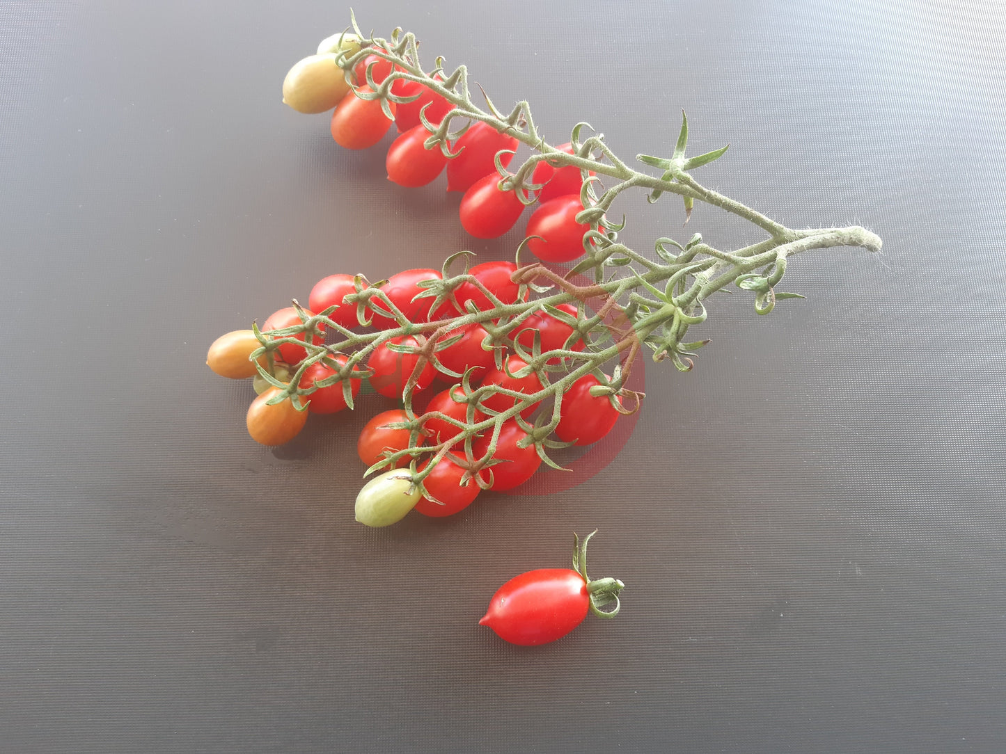 Vierländer Eiertomate DER TOMATENFLÜSTERER