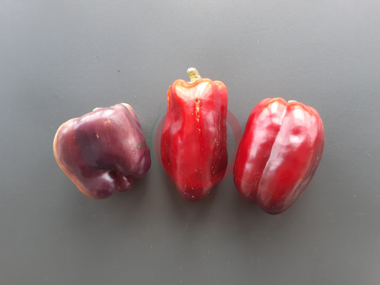Violet Mist DER TOMATENFLÜSTERER