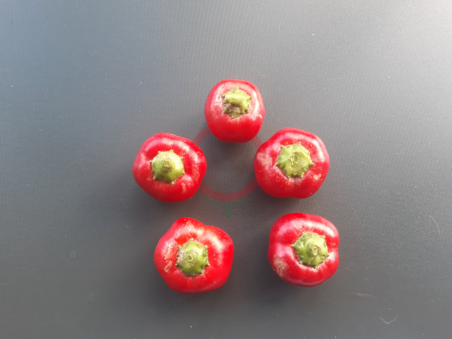 Weaver´s Mennonite Stuffing DER TOMATENFLÜSTERER