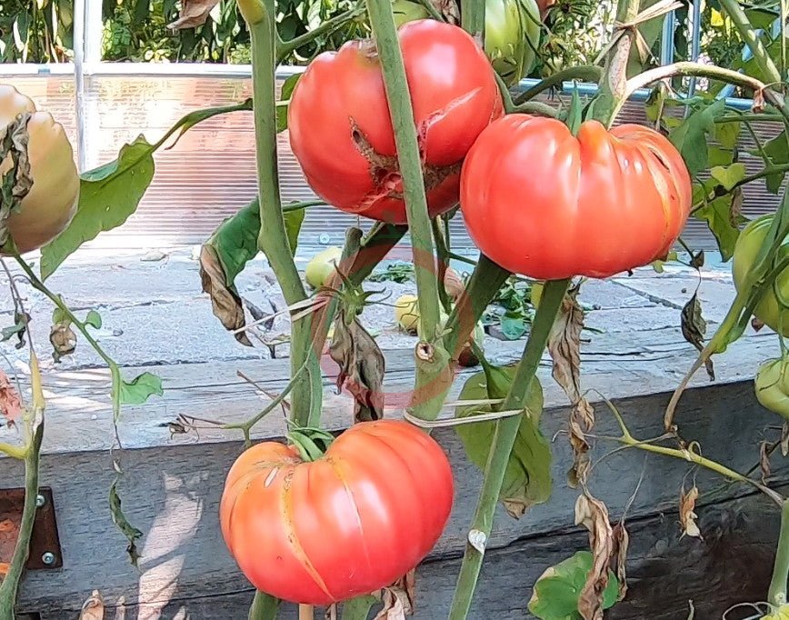 Whetstone Wonder DER TOMATENFLÜSTERER
