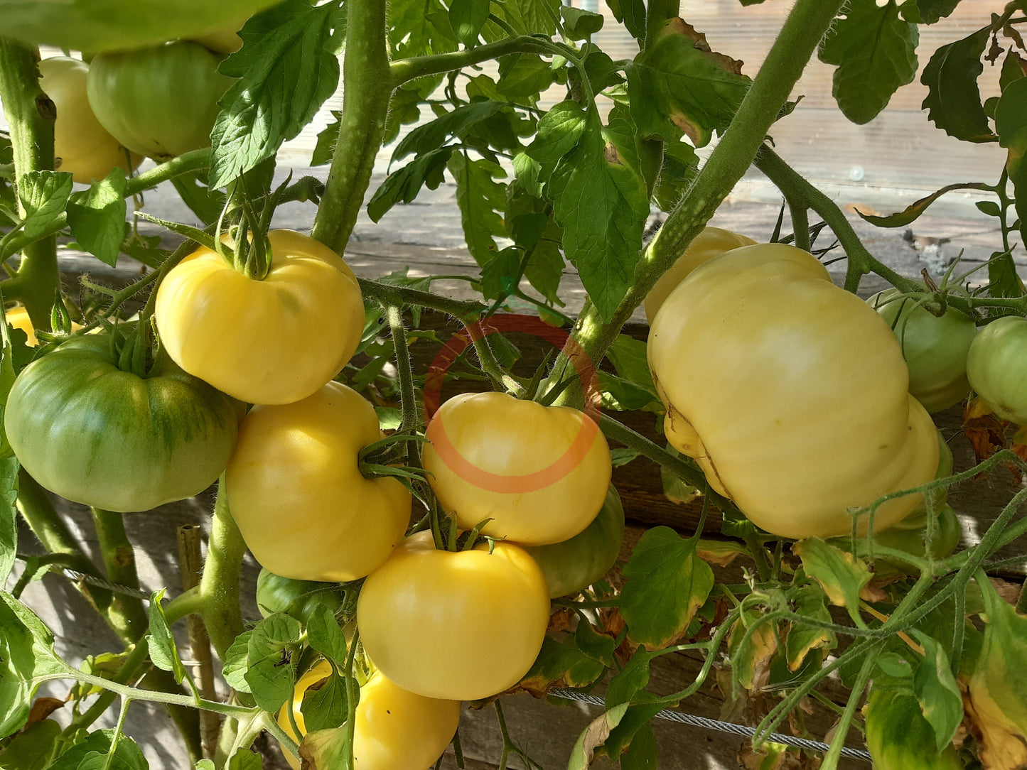 White Wax DER TOMATENFLÜSTERER