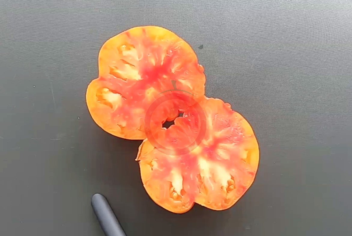 Willard Wynn DER TOMATENFLÜSTERER