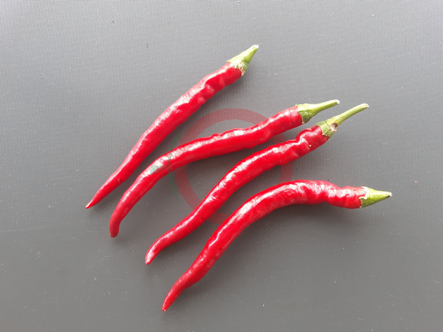 Witch Stick Pepper DER TOMATENFLÜSTERER