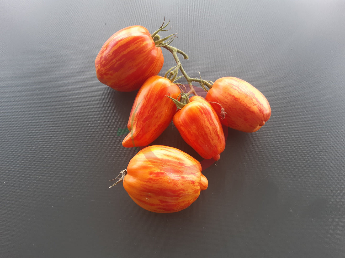Yellow Fire DER TOMATENFLÜSTERER