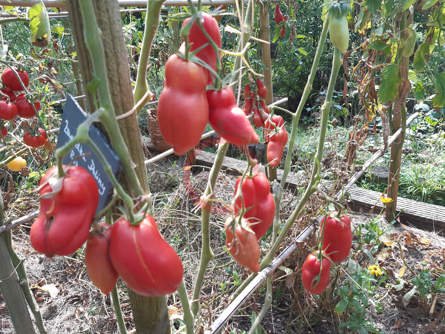 Zagadka Doliny Roz DER TOMATENFLÜSTERER
