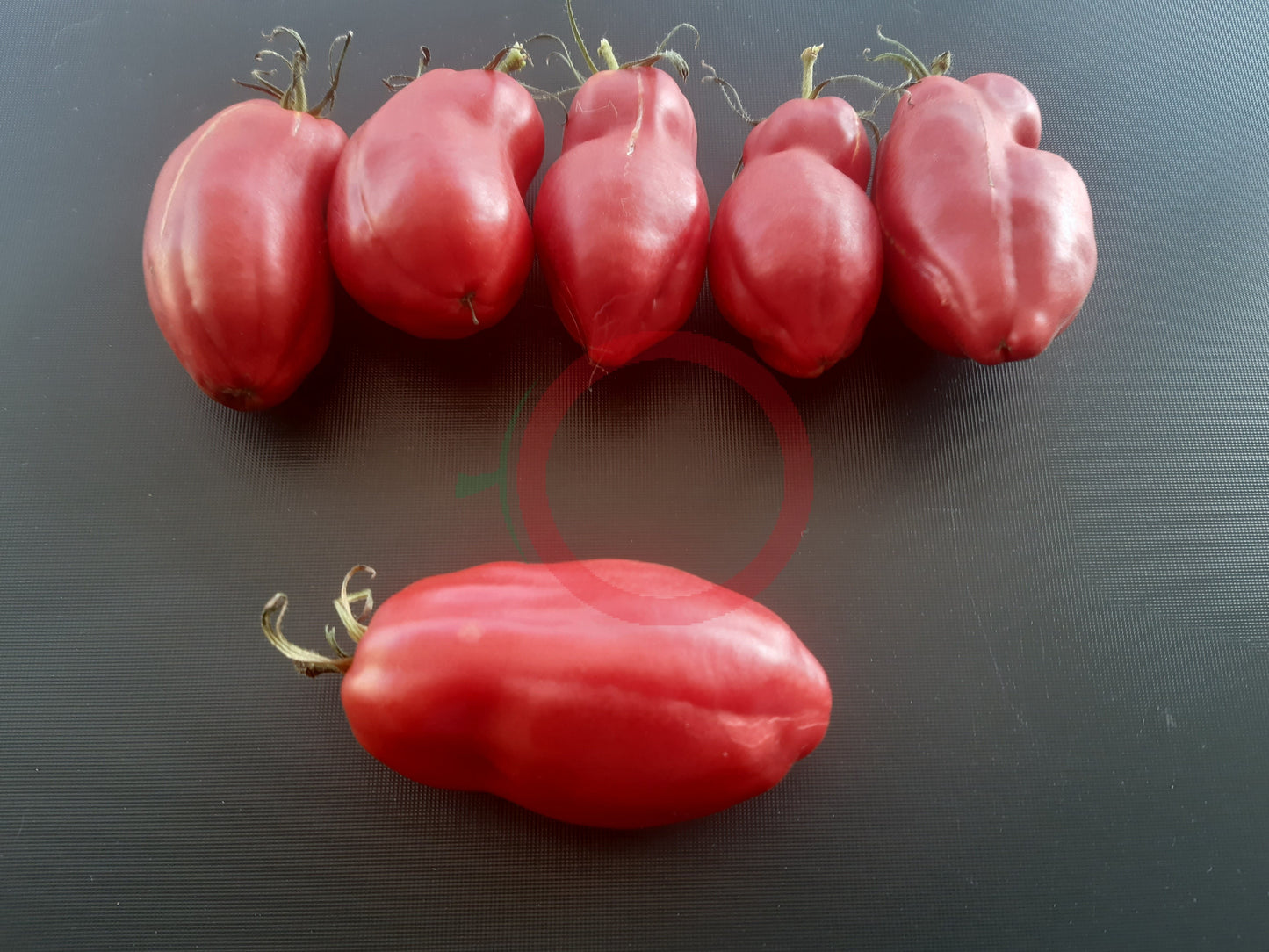 Zagadka Doliny Roz DER TOMATENFLÜSTERER