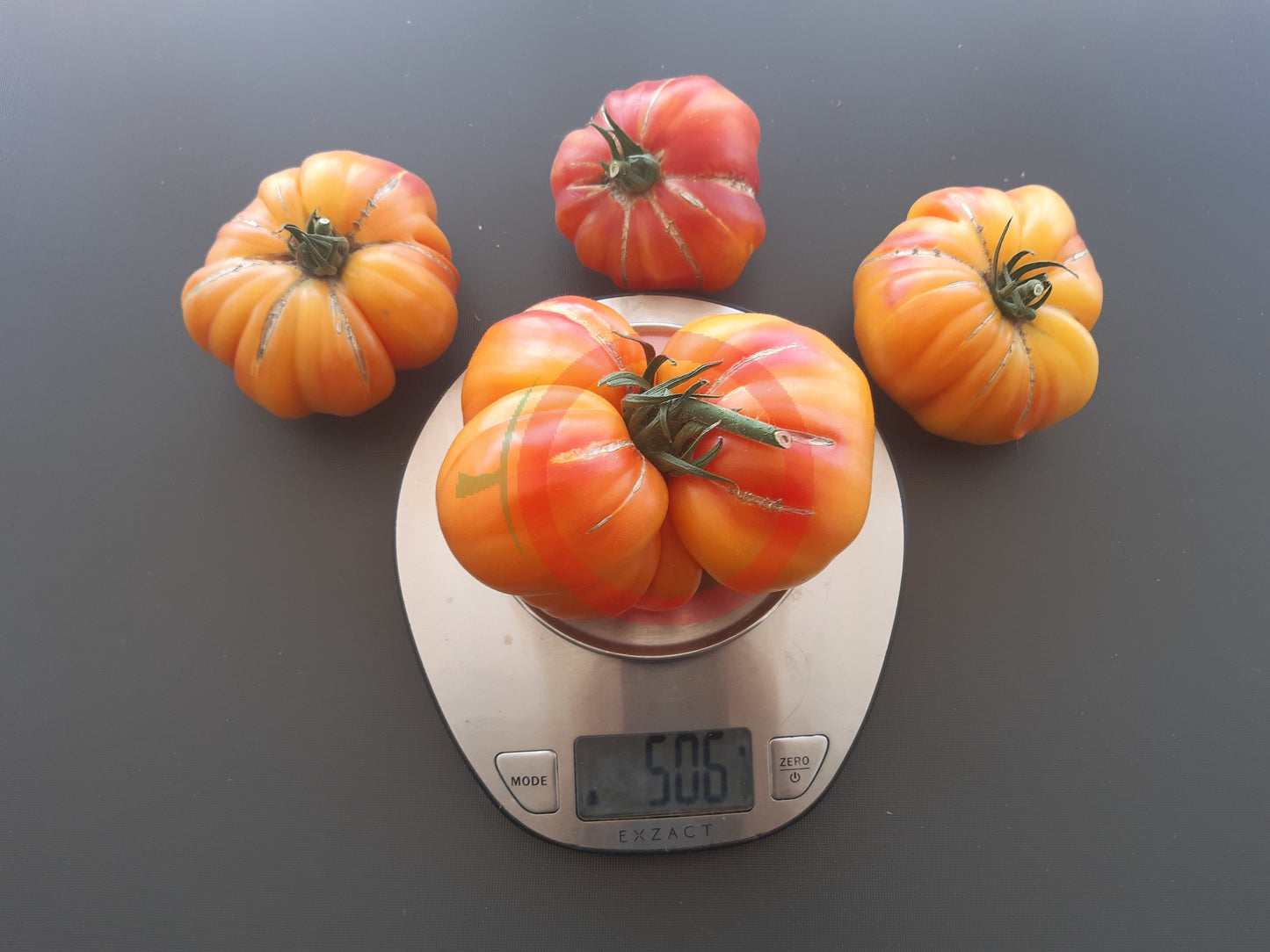 Zapotec Ananas Ribbed DER TOMATENFLÜSTERER