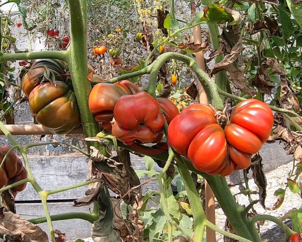 Zapotec Brown Flesh DER TOMATENFLÜSTERER