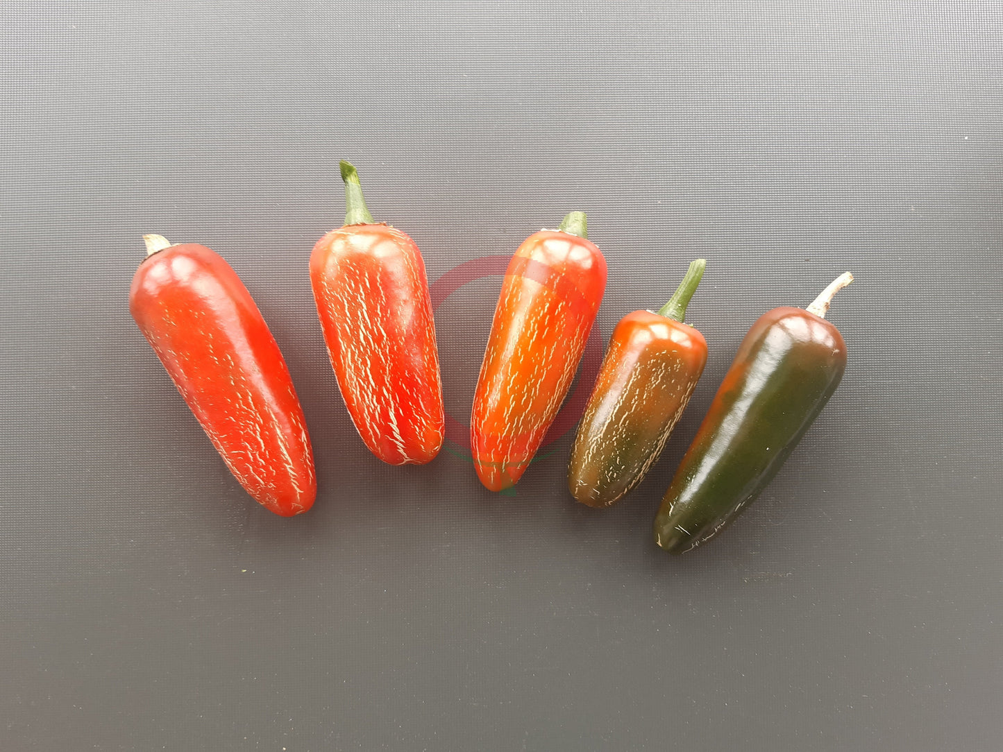 Zapotec Jalapeno DER TOMATENFLÜSTERER
