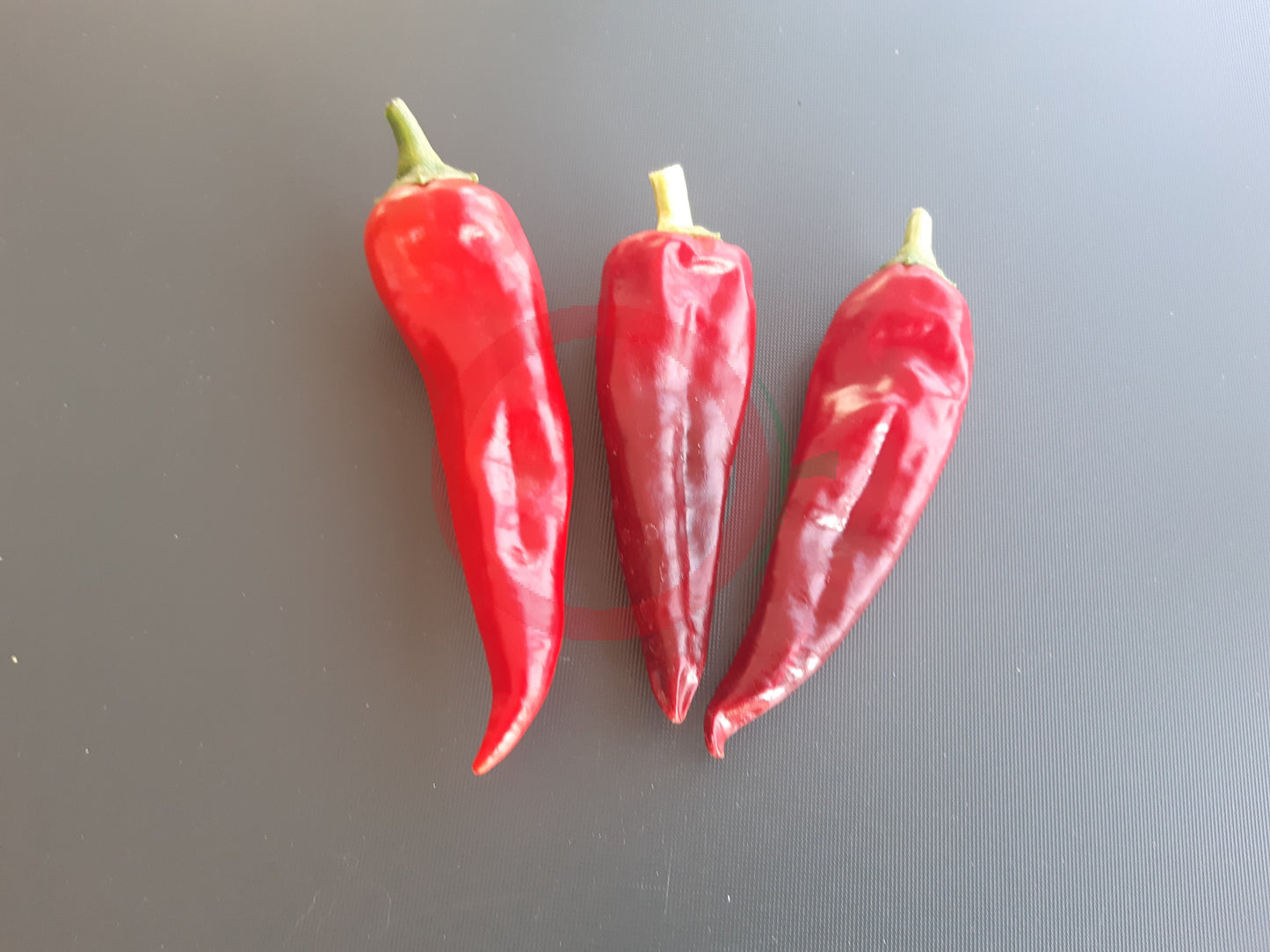 Zia Pueblo DER TOMATENFLÜSTERER