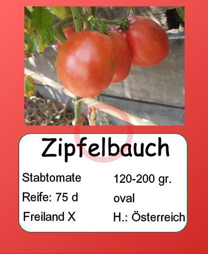 Zipfelbauch DER TOMATENFLÜSTERER