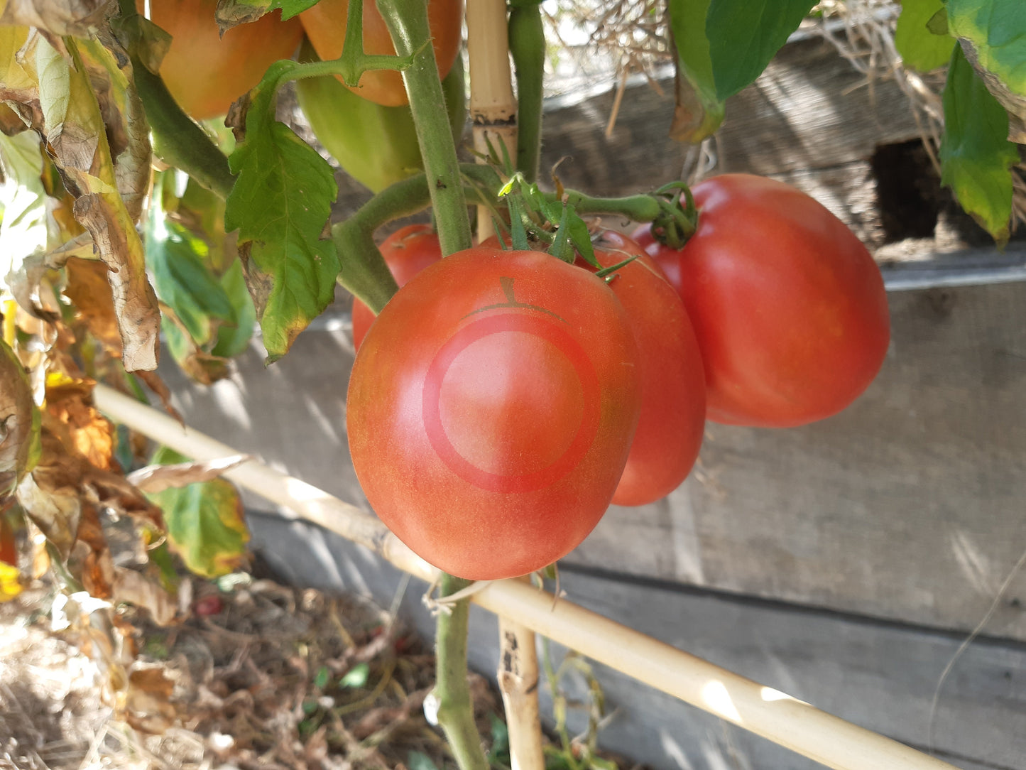 Zipfelbauch DER TOMATENFLÜSTERER